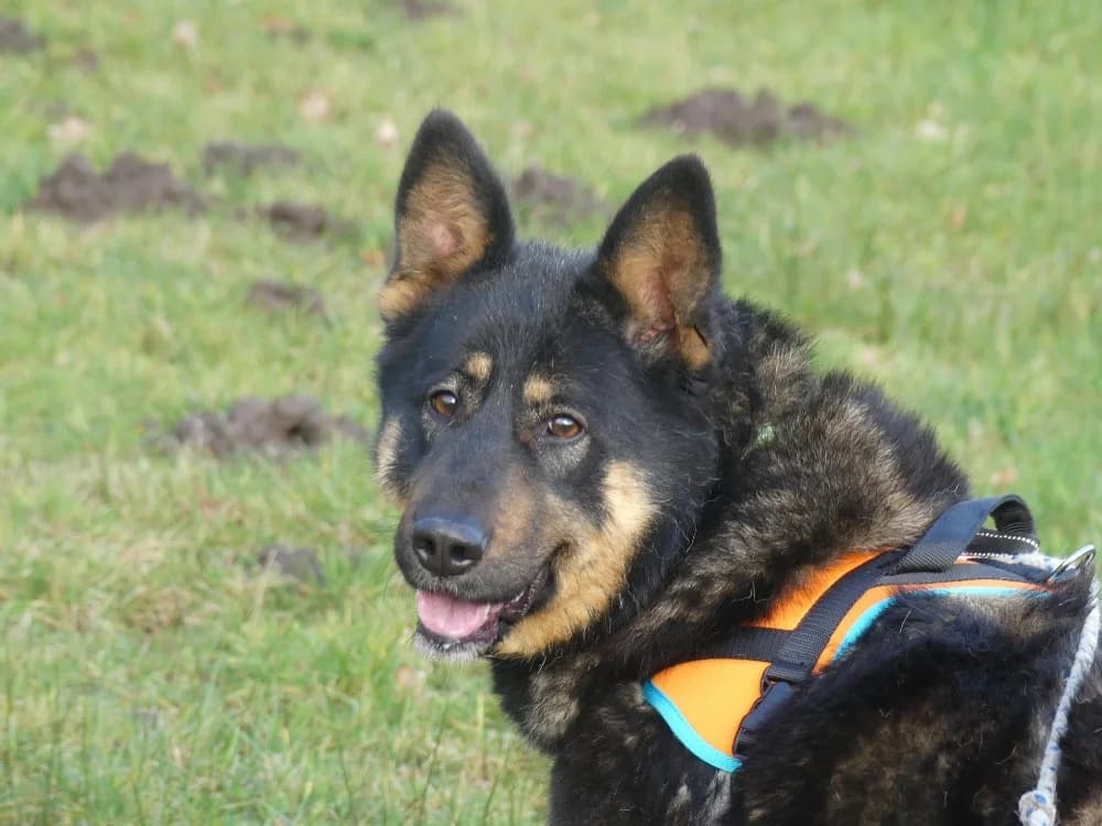 NETA, female 4yo German Shepherd for adoption at Maubert-Fontaine), Ardennes
