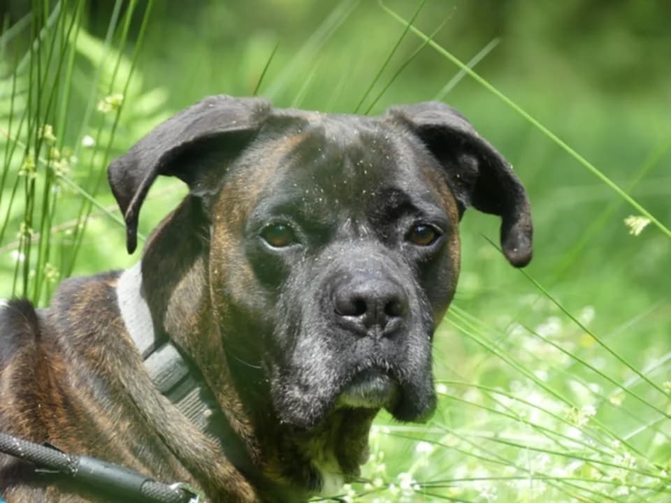 ODEON, male Cane Corso for adoption at Maubert-Fontaine), Ardennes