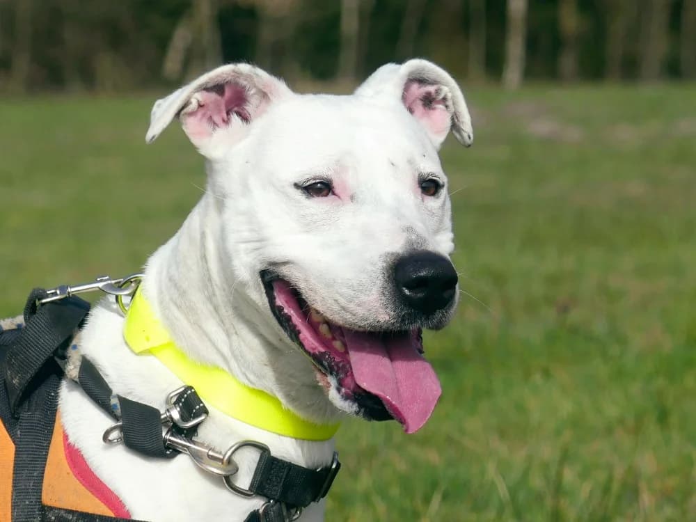 IRIS, female 3yo Mixed Breed for adoption at Maubert-Fontaine), Ardennes