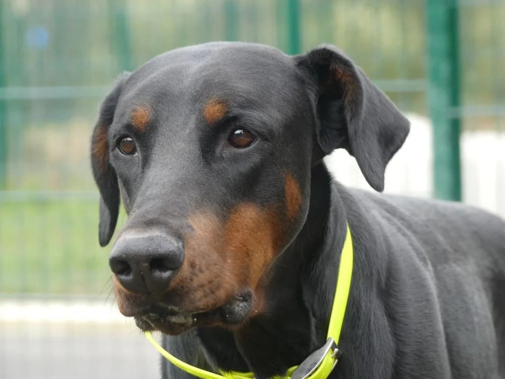 UROSLAV, male Doberman for adoption at Maubert-Fontaine), Ardennes