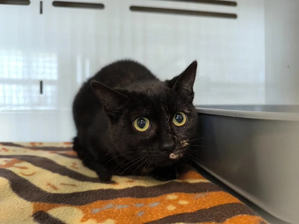 FRIMOUSSE, female mixed breed for adoption at Maubert-Fontaine), Ardennes