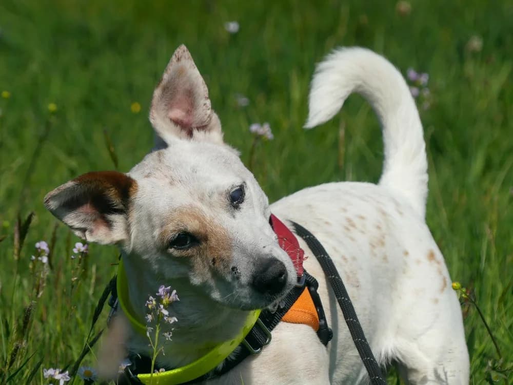 NICKY, female Jack Russell Terrier for adoption at Maubert-Fontaine), Ardennes