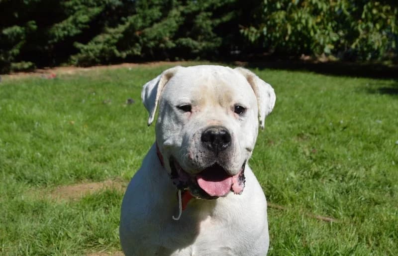 MAX dit PANCHITO CHAO, male 6yo mixed breed for adoption at Maubert-Fontaine), Ardennes