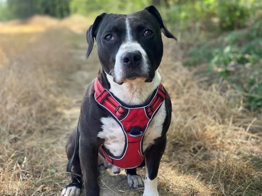 ODEON, male American Staffordshire Terrier for adoption at SPA Étalondes, Etalondes