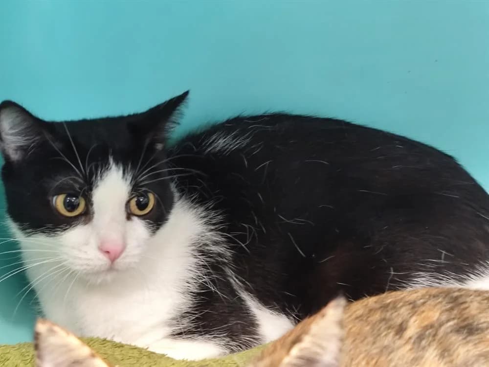 Calisson, female mixed breed for adoption at SPA Étalondes, Etalondes