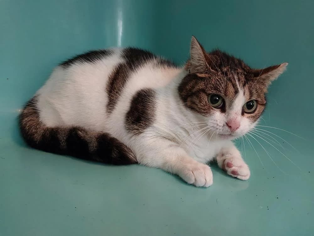 Galak, female mixed breed for adoption at SPA Étalondes, Etalondes