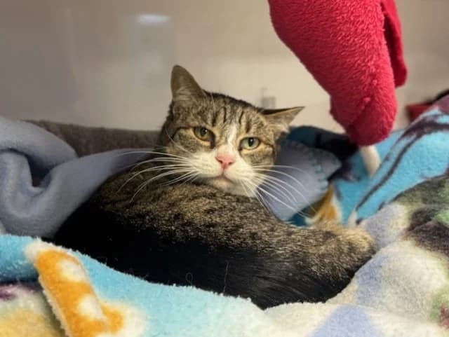 Oriane, female mixed breed for adoption at SPA Étalondes, Etalondes