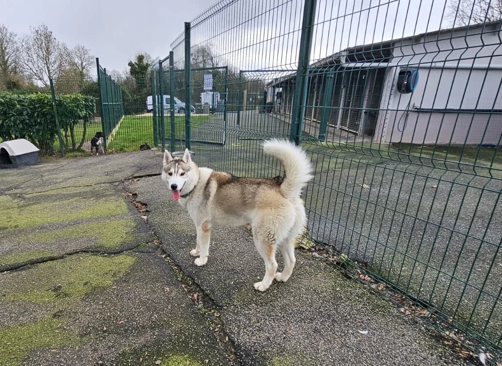 WOLFY, male Husky for adoption at SPA Étalondes, Etalondes