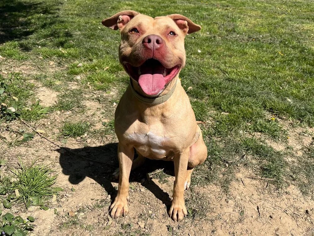 MALA, female Mixed Breed for adoption at SPA Étalondes, Etalondes