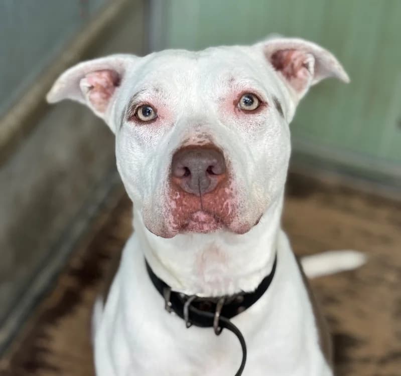 Java, female Mixed Breed for adoption at SPA Étalondes, Etalondes