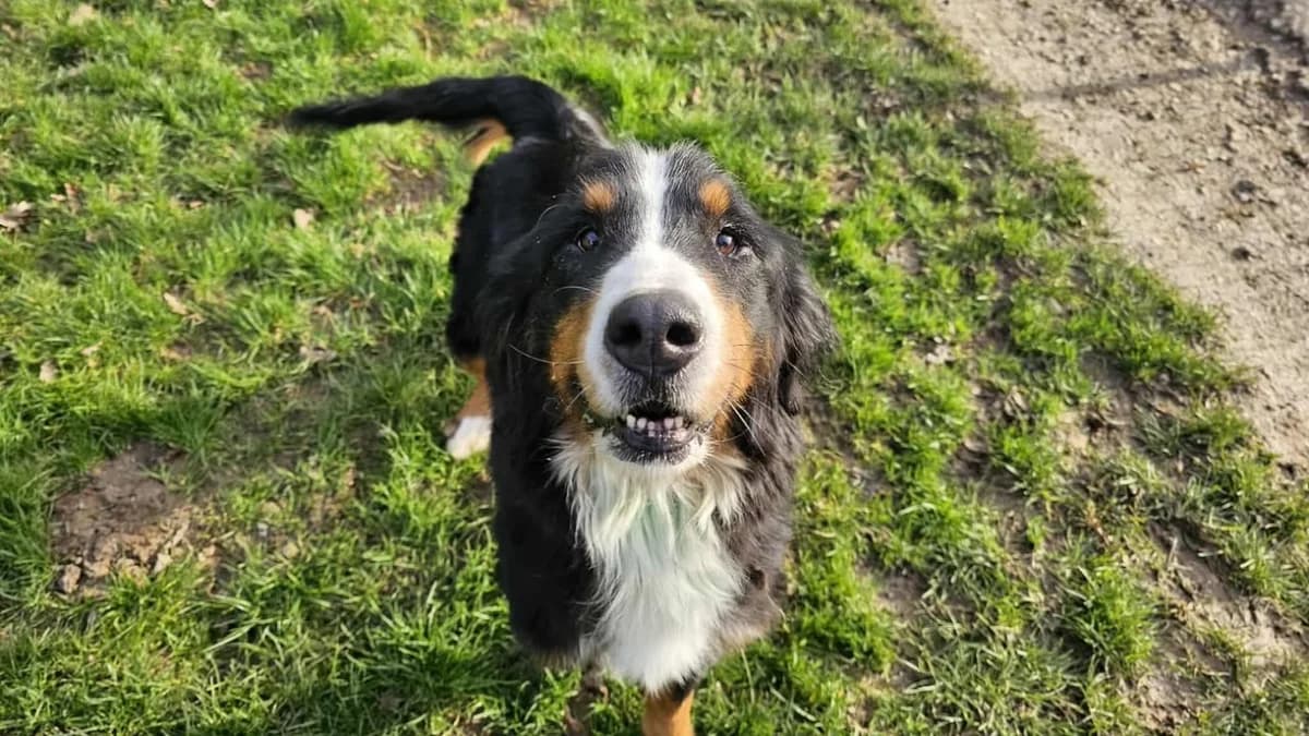 Snowbelle, female Bernese Mountain Dog for adoption at SPA Étalondes, Etalondes
