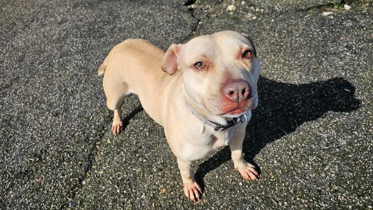 GUCCI, female Mixed Breed for adoption at SPA Étalondes, Etalondes