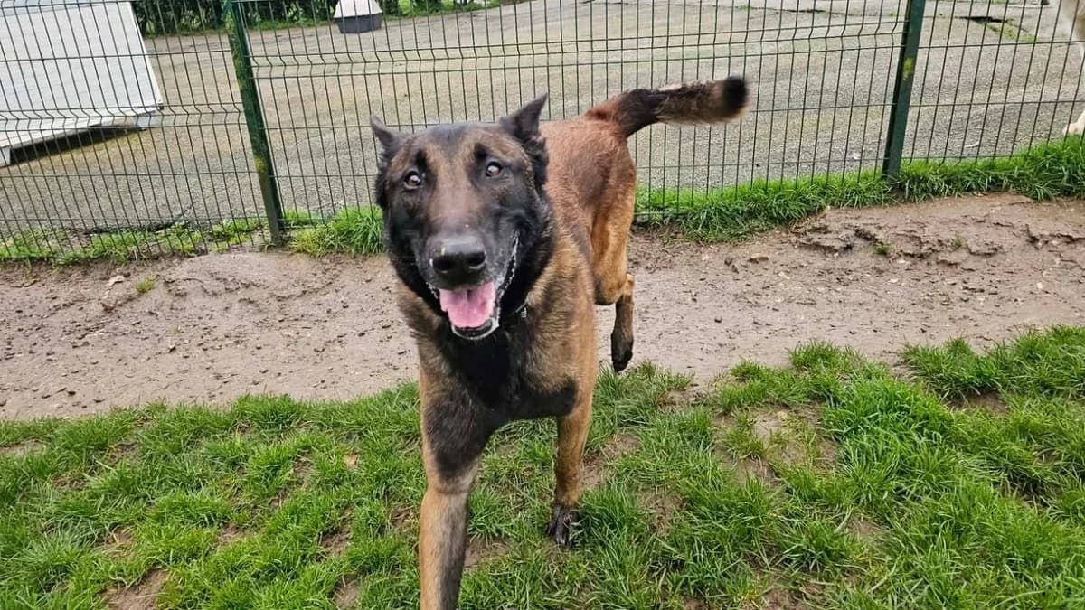 SAKO, male Belgian Malinois for adoption at SPA Étalondes, Etalondes