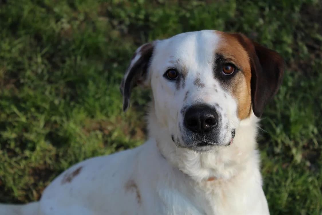 Spoutnik, male English Setter for adoption at SPA Étalondes, Etalondes