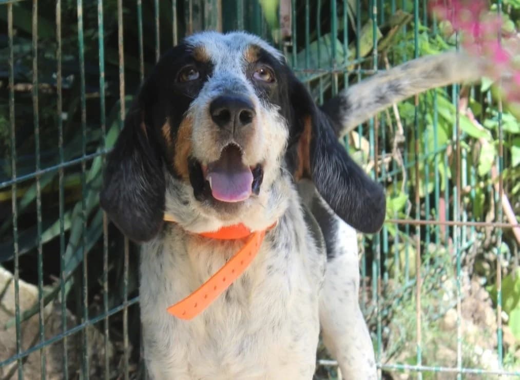 ARTHUR, male mixed breed for adoption at SPA Étalondes, Etalondes