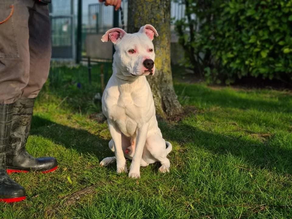 DIOR, male mixed breed for adoption at SPA Étalondes, Etalondes