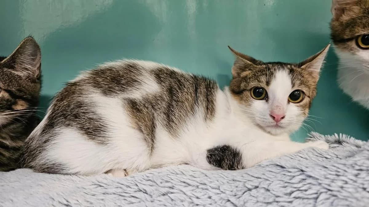 storm, male mixed breed for adoption at SPA Étalondes, Etalondes