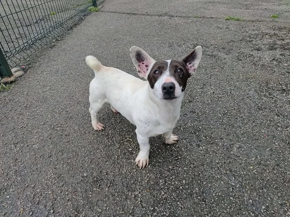 Dan, male Jack Russell Terrier for adoption at SPA Étalondes, Etalondes