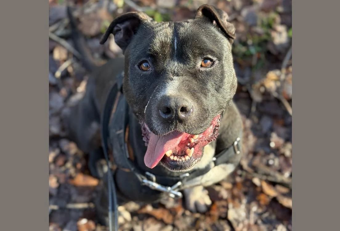 NOKIA HAA24371, male mixed breed for adoption at SPA Hermeray, Hermeray