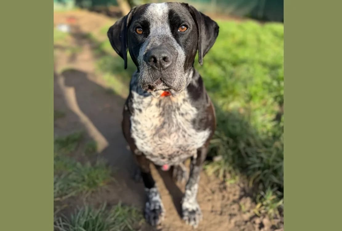 AIKO HAA24449, male Pointer for adoption at SPA Hermeray, Hermeray