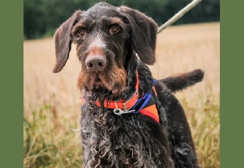 OWEN HAA24448, male mixed breed for adoption at SPA Hermeray, Hermeray