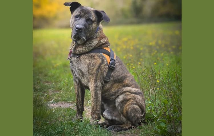 ZAYOU HAA24488, male mixed breed for adoption at SPA Hermeray, Hermeray