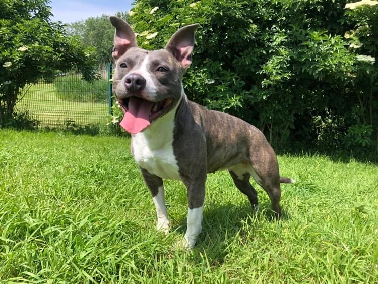 BLUE HAA24516, female Mixed Breed for adoption at SPA Hermeray, Hermeray