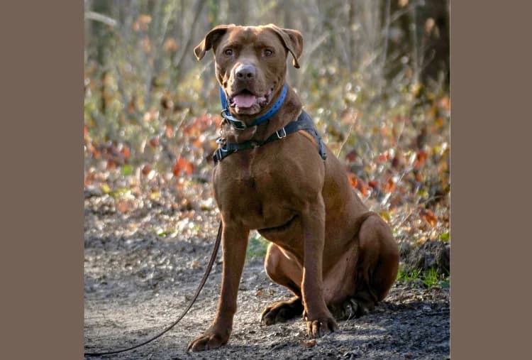 CHOCO HAA24525, male Mixed Breed for adoption at SPA Hermeray, Hermeray