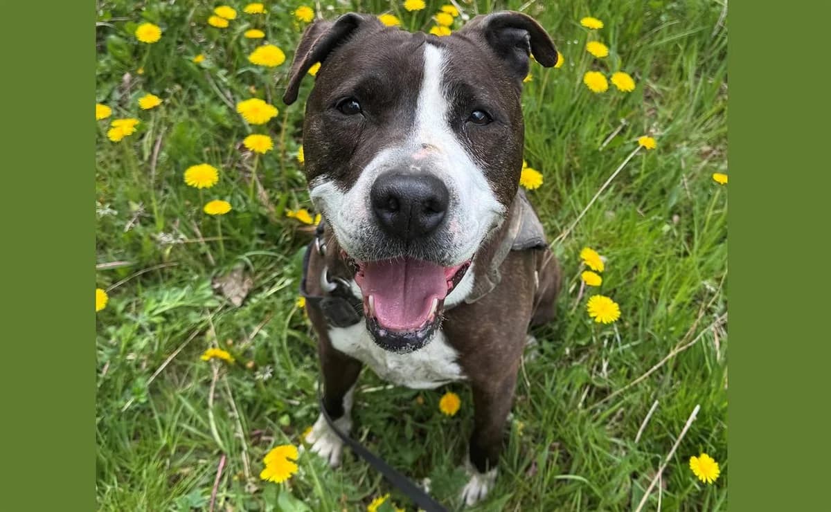 NIKI HAA24428, male Mixed Breed for adoption at SPA Hermeray, Hermeray