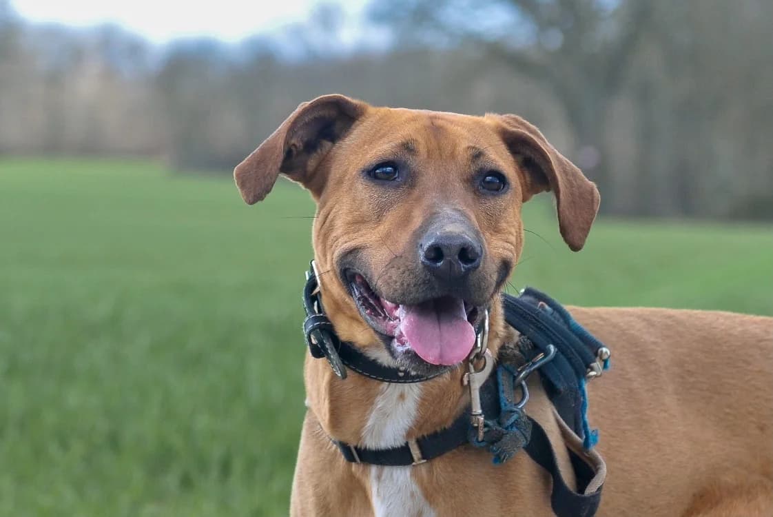 KAYLA HAA24636, female Labrador Retriever for adoption at SPA Hermeray, Hermeray