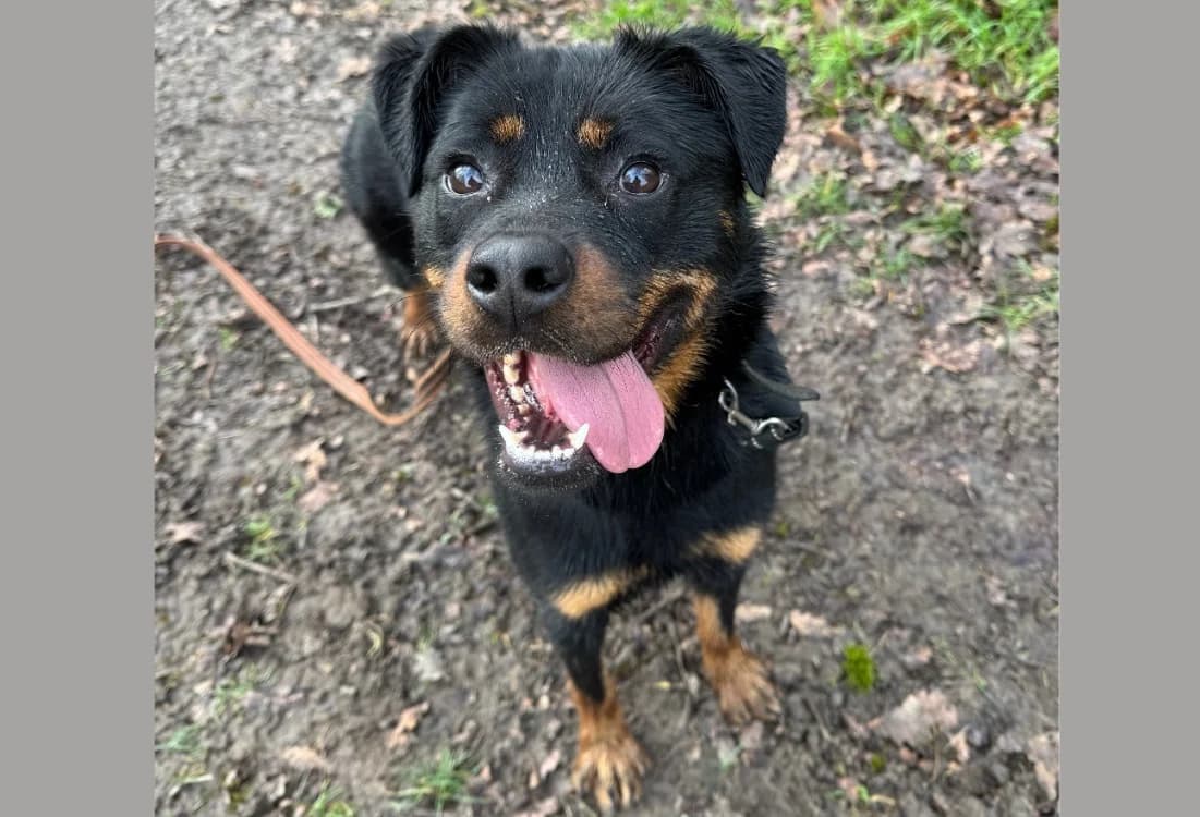 ERMINE HAA24615, female mixed breed for adoption at SPA Hermeray, Hermeray