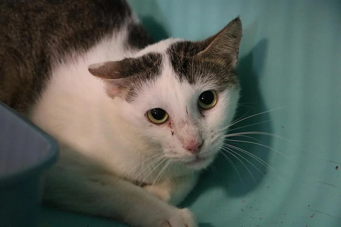 Tio HAB17258, male mixed breed for adoption at SPA Hermeray, Hermeray