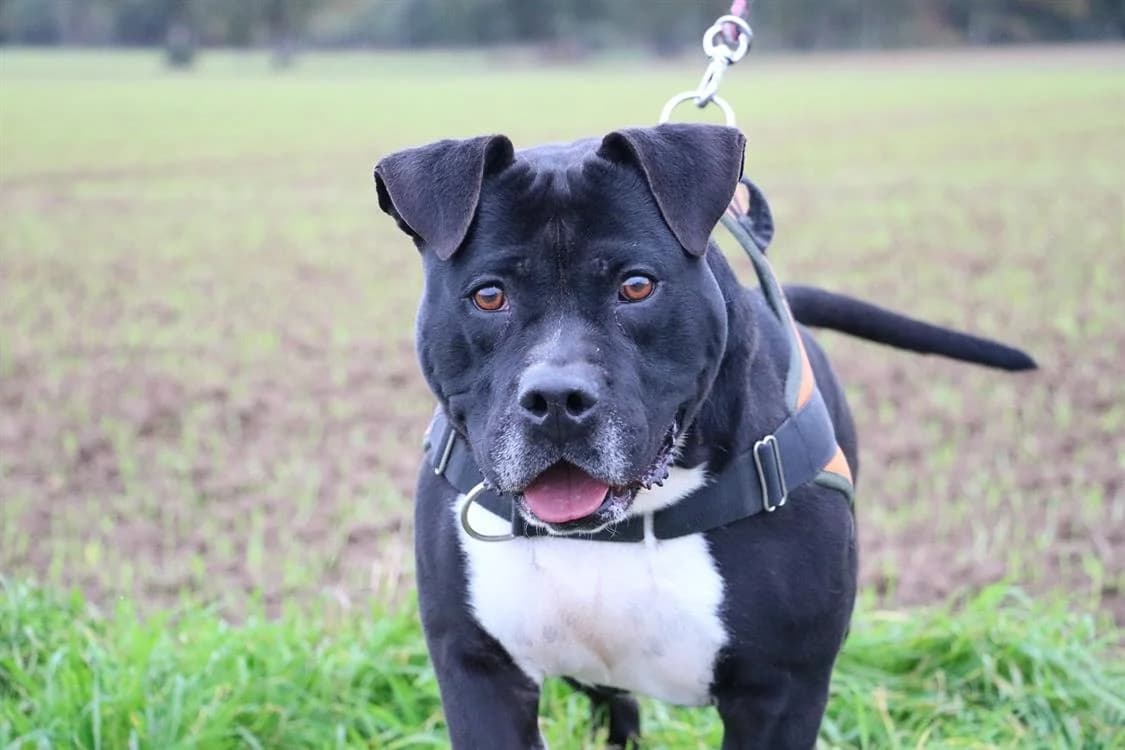 L'KAÏ HAA24654, male American Staffordshire Terrier for adoption at SPA Hermeray, Hermeray