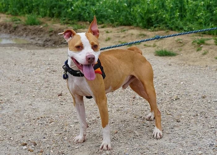 ARKHAM HAA24693, male Mixed Breed for adoption at SPA Hermeray, Hermeray