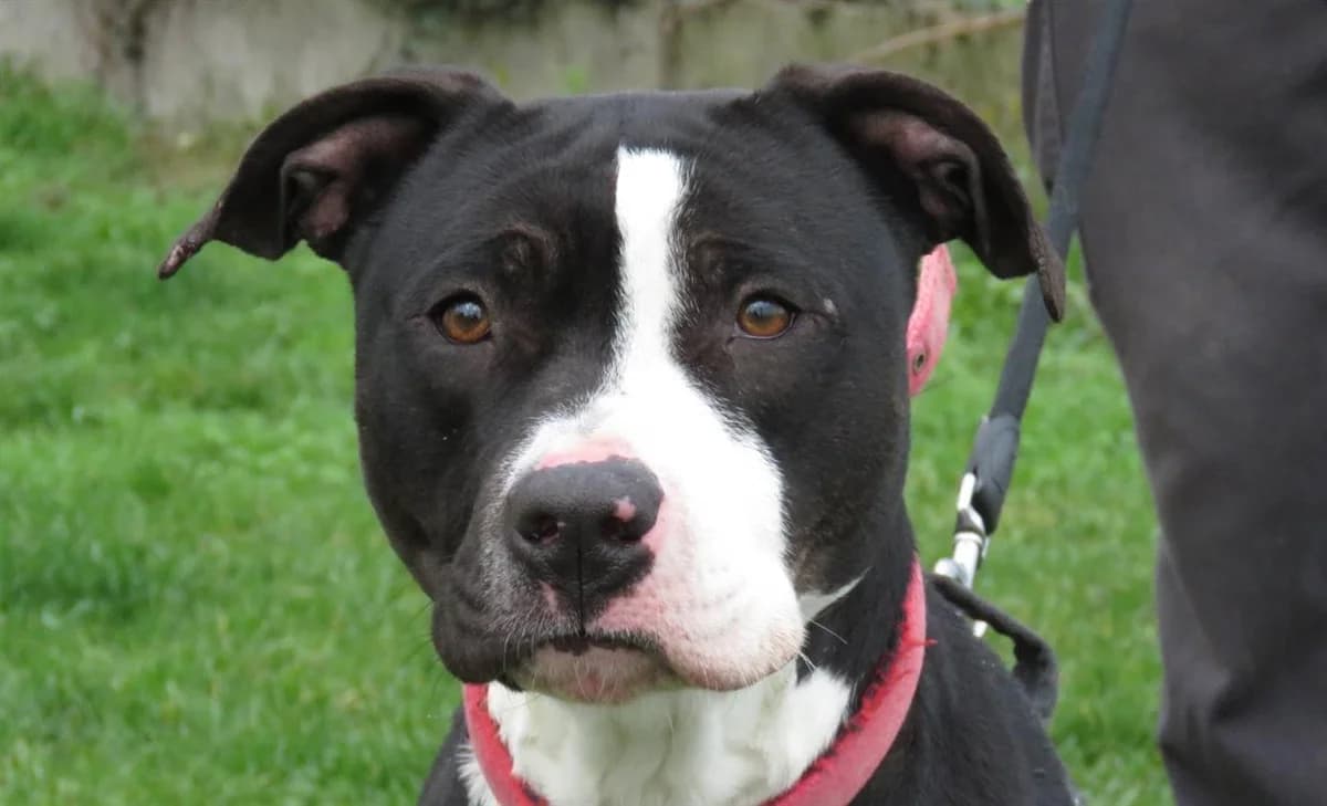 SOMBRA HAA24704, female mixed breed for adoption at SPA Hermeray, Hermeray