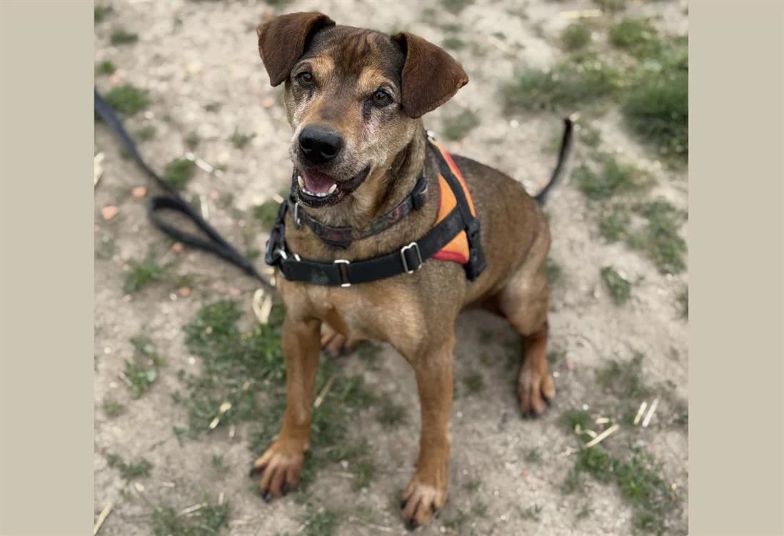 ARAGON HAA24459, male Mixed Breed for adoption at SPA Hermeray, Hermeray