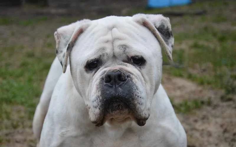 DIOR HAA24725, female French Bulldog for adoption at SPA Hermeray, Hermeray