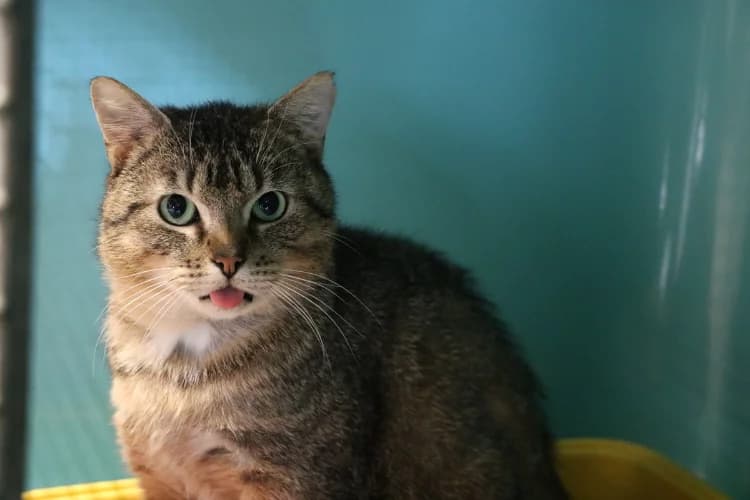 CHAPON HAB17531, male mixed breed for adoption at SPA Hermeray, Hermeray