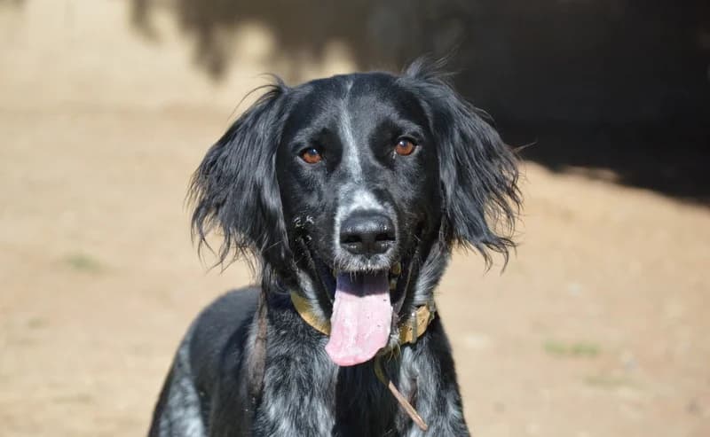 TOURNESOL HAA24723, male 5yo English Setter for adoption at SPA Hermeray, Hermeray