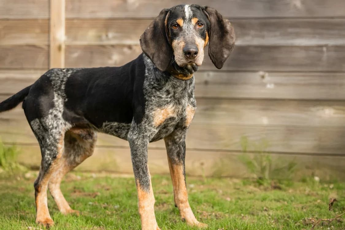 GUY HAA24727, male mixed breed for adoption at SPA Hermeray, Hermeray