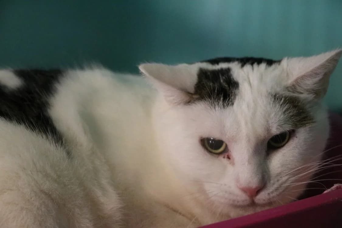 ADONIS HAB17530, male mixed breed for adoption at SPA Hermeray, Hermeray