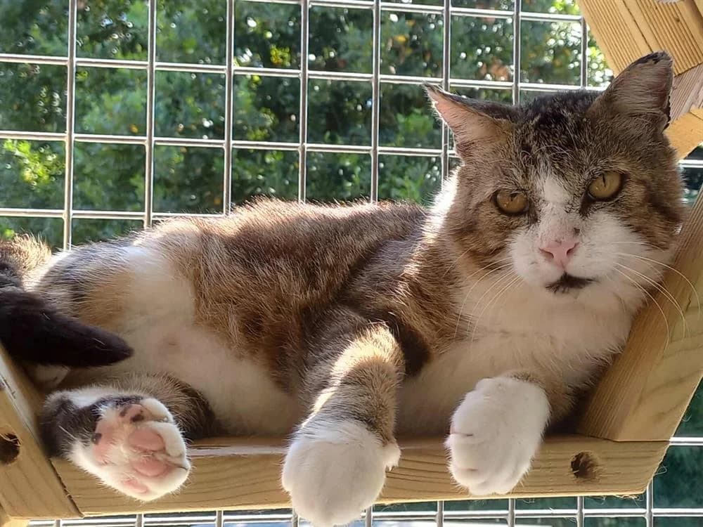 MICHEL, male senior mixed breed for adoption at SPA Hermeray, Hermeray