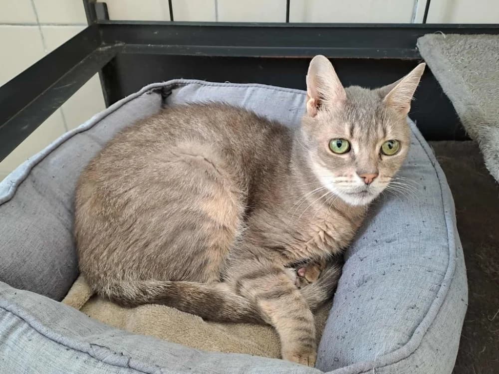 FLUO HAB17532, male mixed breed for adoption at SPA Hermeray, Hermeray