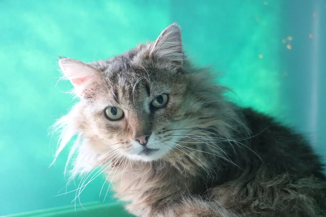 CHATTERBOX HAB17535, male mixed breed for adoption at SPA Hermeray, Hermeray