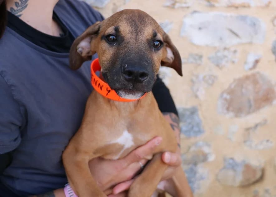 KENNY HAA24748, male Labrador Retriever for adoption at SPA Hermeray, Hermeray