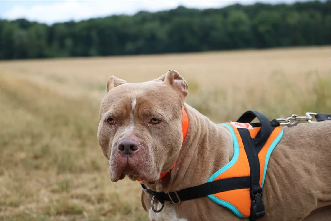 ROXY HAA24559, female 5yo American Bully for adoption at SPA Hermeray, Hermeray