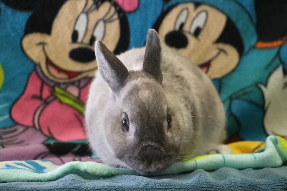 KITTY, female mixed breed for adoption at SPA Hermeray, Hermeray