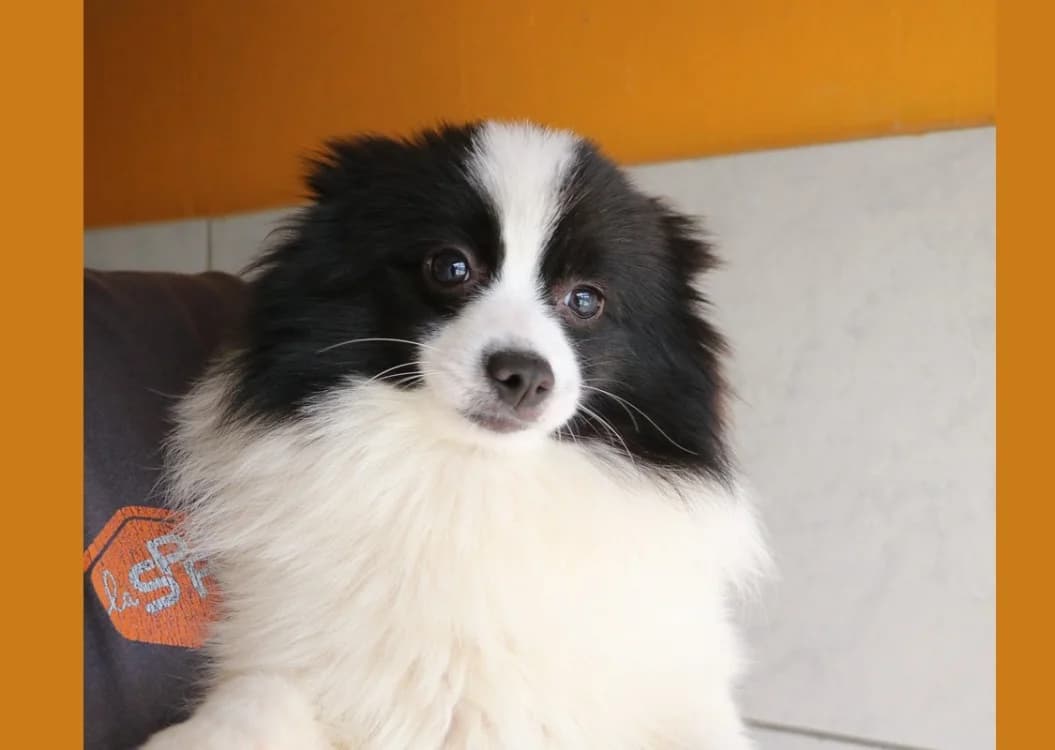 COURAGE HAA24762, female mixed breed for adoption at SPA Hermeray, Hermeray