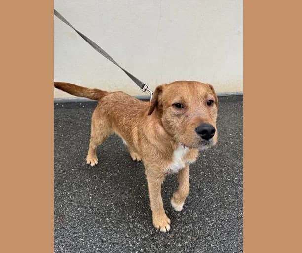 VOLT HAA24719, male young Mixed Breed for adoption at SPA Hermeray, Hermeray