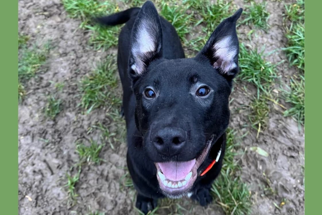 LERO HAA24733, male Mixed Breed for adoption at SPA Hermeray, Hermeray